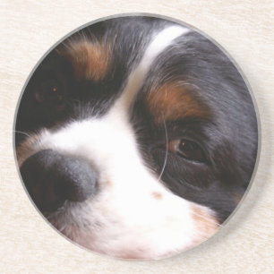 Posavasos De Arenisca Rey Charles Cavalier Spaniel Coasters