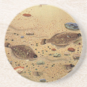 Posavasos De Arenisca Rodaballos o Peces Planos, Vida Marina Oceánica Vi