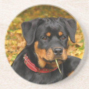 Posavasos De Arenisca Rottweiler Pup En El Suelo En El Bosque