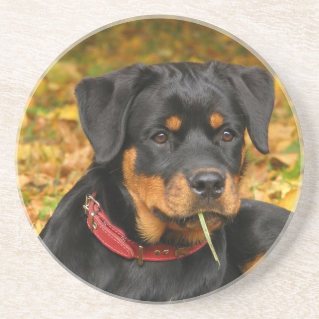 Posavasos De Arenisca Rottweiler Pup En El Suelo En El Bosque (Frente)