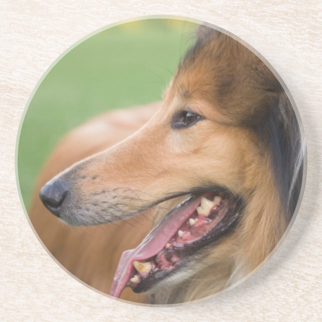 Posavasos De Arenisca Rough Collie Face (Frente)