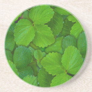 Posavasos De Arenisca Sacro Basil Hojas de la Moneda Verde de Tulsi