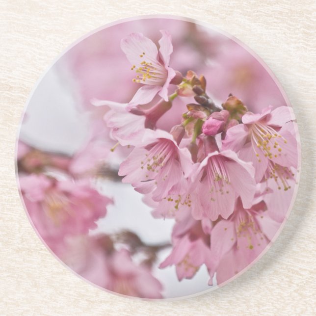 Posavasos De Arenisca Sakura cerezo florece rosa pálido (Frente)