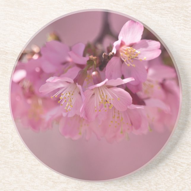 Posavasos De Arenisca Sakura cerezo florecimiento Delicado Bouquet Rosa (Frente)