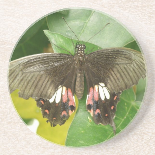 Posavasos De Arenisca Scarlet Swallowtail Butfly Coasters (Frente)