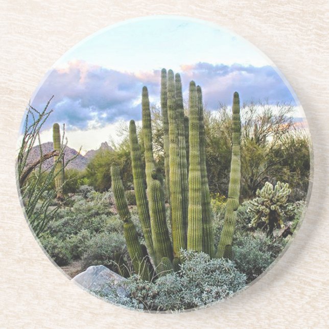 Posavasos De Arenisca Scottsdale Succulent Sunset (Frente)