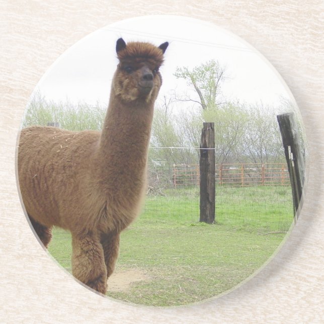 Posavasos De Arenisca Semental de Alpaca (Frente)