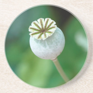 Posavasos De Arenisca Semilla de Cabeza de Flor de Amapola, Cabo Occiden