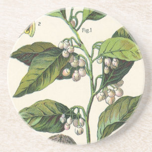Posavasos De Arenisca Semillas de Frutas de la Planta de Nuez Moscada Vi