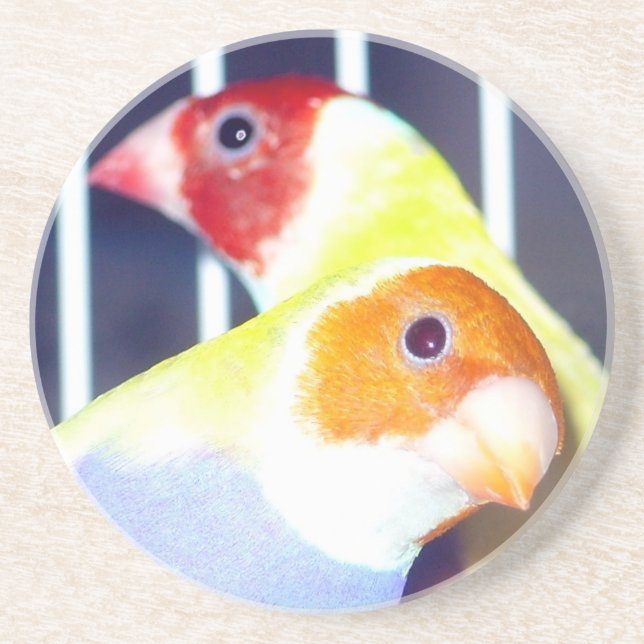 Posavasos De Arenisca Señora Gouldian Finch (Frente)