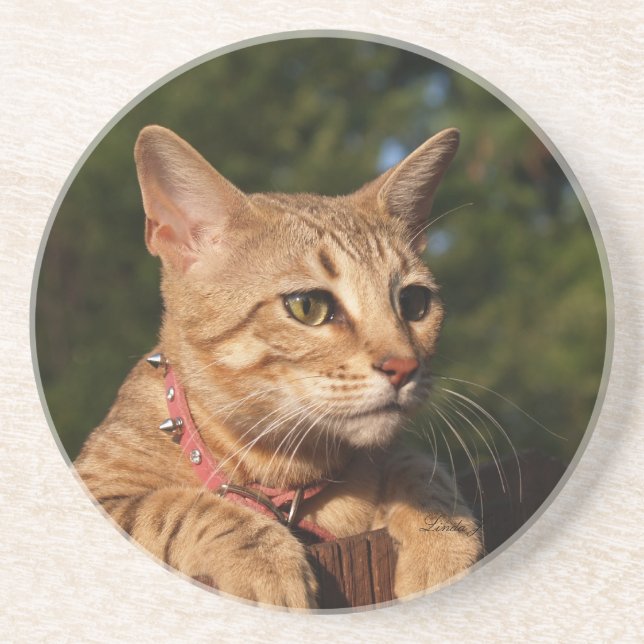 Posavasos De Arenisca Serie Cat—Serval Savannah Cat—Coaster (Frente)