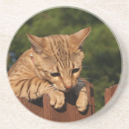 Posavasos De Arenisca Serie Cat—Serval Savannah Cat—Coaster