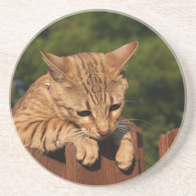 Posavasos De Arenisca Serie Cat—Serval Savannah Cat—Coaster (Frente)