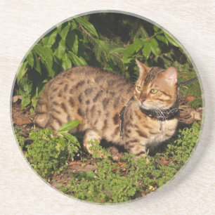 Posavasos De Arenisca Serie Cat—Serval Savannah Cat—Coaster