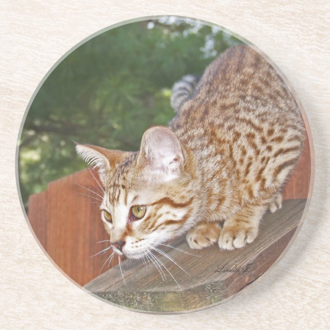 Posavasos De Arenisca Serie Cat—Serval Savannah Cat—Coaster (Frente)