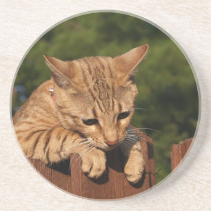 Posavasos De Arenisca Serie Cat—Serval Savannah Cat—Coaster