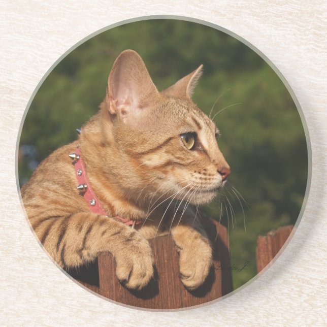 Posavasos De Arenisca Serie Cat—Serval Savannah Cat—Coaster (Frente)