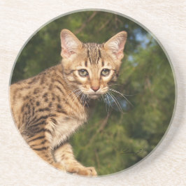 Posavasos De Arenisca Serie Cat—Serval Savannah Cat—Coaster