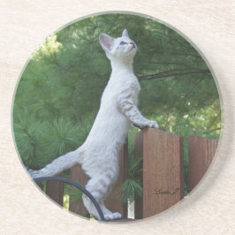 Posavasos De Arenisca Serie Cat—Serval Savannah Cat—Coaster