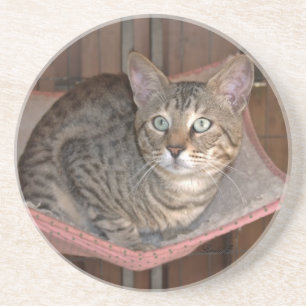 Posavasos De Arenisca Serie Cat—Serval Savannah Cat—Coaster
