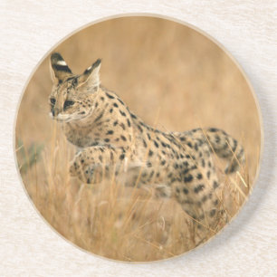 Posavasos De Arenisca Serval (Leptailurus Serval) Saltando