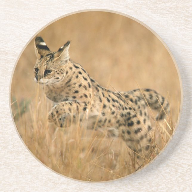 Posavasos De Arenisca Serval (Leptailurus Serval) Saltando (Frente)