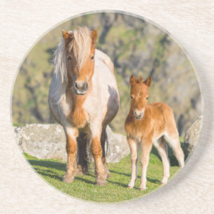 Posavasos De Arenisca Shetland Pony en pastizal cerca de acantilados alt