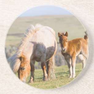 Posavasos De Arenisca Shetland Pony en pastizal cerca de acantilados alt