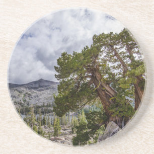 Posavasos De Arenisca Sierra Juniper y árboles de hoja perenne