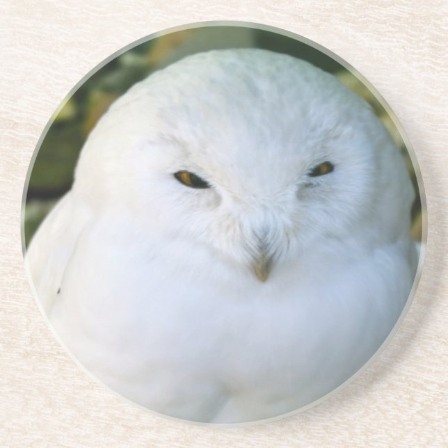 Posavasos De Arenisca Snowy Owl (Frente)