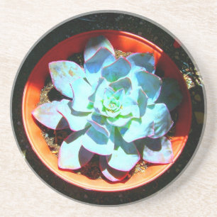 Posavasos De Arenisca Succulent de la planta de desierto de Echeveria