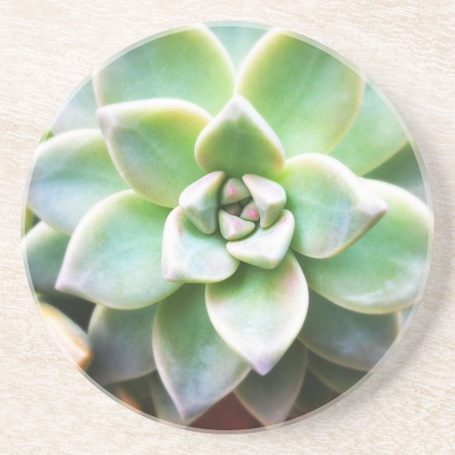 Posavasos De Arenisca Succulent verde (Frente)