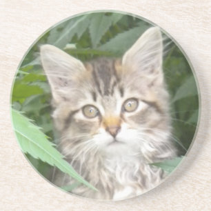 Posavasos De Arenisca Tabby Kitten