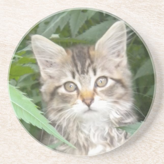 Posavasos De Arenisca Tabby Kitten (Frente)