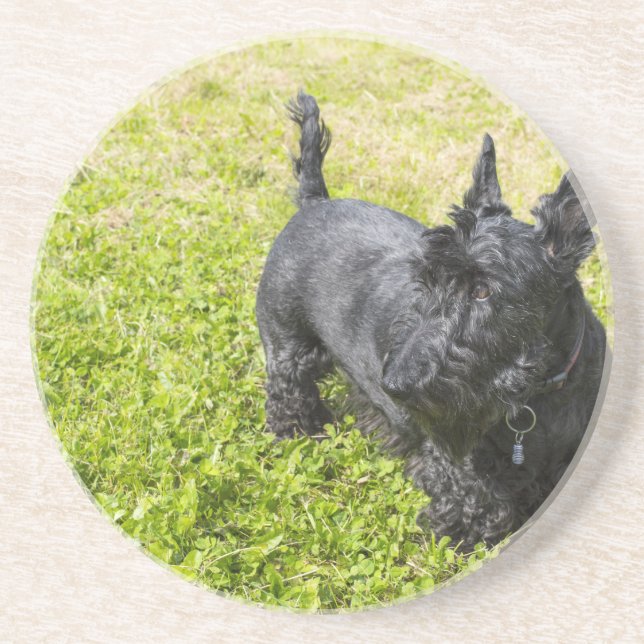 Posavasos De Arenisca Terrier escocés (Frente)
