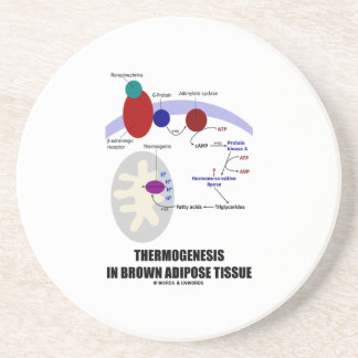 Posavasos De Arenisca Thermogenesis en el tejido adiposo de Brown