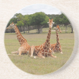 Posavasos De Arenisca Three Giraffe at Fossil Rim