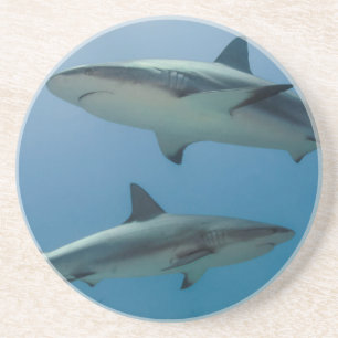 Posavasos De Arenisca Tiburón de arrecife del Caribe