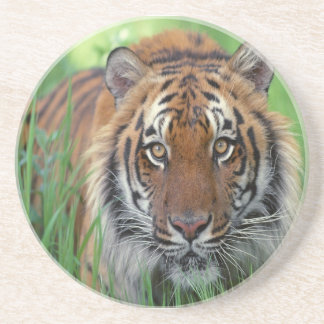 Posavasos De Arenisca Tigre