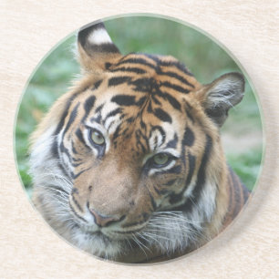 Posavasos De Arenisca Tigre 013