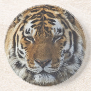 Posavasos De Arenisca Tigre de Bengala, Panthera tigris, Zoológico de Lo