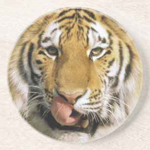 Posavasos De Arenisca Tigre Zoológico de Michigan