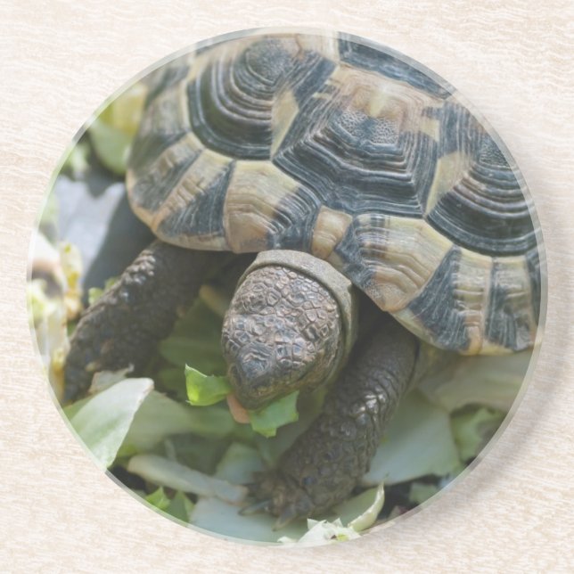 Posavasos De Arenisca Tortuga linda (Frente)