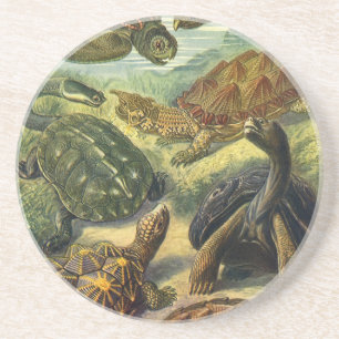 Posavasos De Arenisca Tortugas Marinas Tortuga Terrestre Vintage por Ern