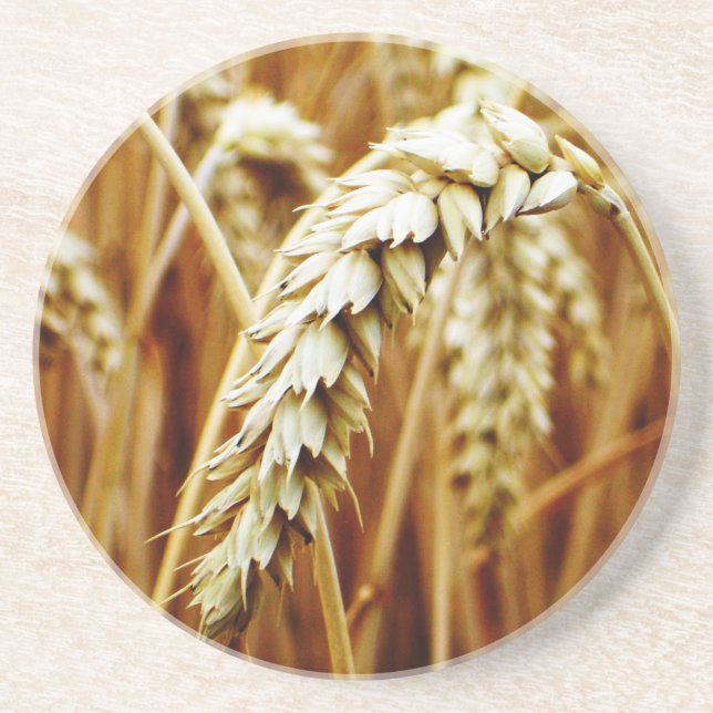 Posavasos De Arenisca Trigo estaño de campo (Frente)