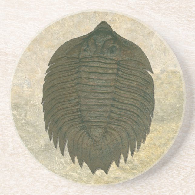 Posavasos De Arenisca Trilobita fósil de Arctinrus Boltoni (Frente)