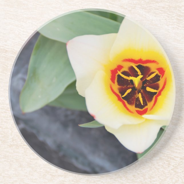 Posavasos De Arenisca Tulipán (Frente)