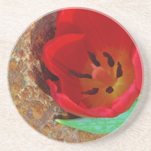 Posavasos De Arenisca Tulipán rojo y amarillo primavera (Frente)