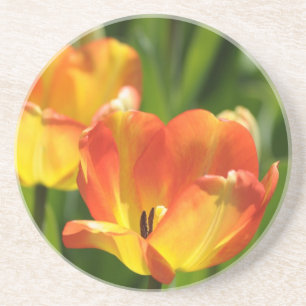 Posavasos De Arenisca Tulipanes rojos y amarillos en jardín de primavera