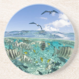 Posavasos De Arenisca Un viaje en safari por la laguna con Stingrays